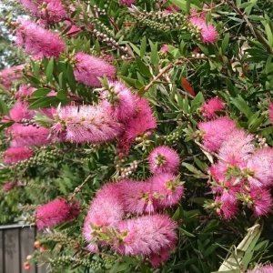 Tyčinkovec (Callistemon citrinus) ´VIOLACEUS´ výška: 100-130 cm, kont. C7L - NA KMIENKU, ružový